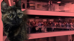 Mahkeme Kararını Verdi: 'Cezve'nin Katiline En Üst Sınırdan Ceza