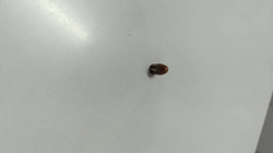 İş Yerine Yorgun Mermi İsabet Etti