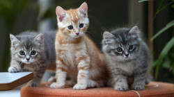 Kediniz Boşluğa Uzun Uzun Bakıyorsa Dikkat! Sebebi Bu Hastalık Olabilir