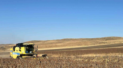Kars'ın Gözdesinin Hasadı Başladı
