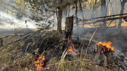 Sarıkamış’ta Orman Yangını Korkuttu! 2 Hektarlık Alan Kül Oldu