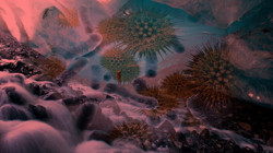 40 Bin Yıl Sonra Uyandılar? Yeni Pandeminin Çıkış Noktası Alaska mı Olacak? Korku Filmlerini Aratmayan Senaryo