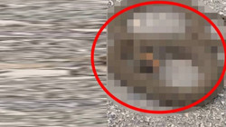 Burası Amerika Değil Türkiye! Görenlerin Nutku Tutuldu: 1 Metrelik Yılan Korku Dolu Anlar Yaşattı