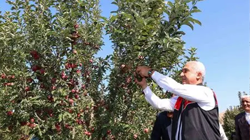 Muş'un Kıymetlisi Elmanın Hasadında 100 Milyon Liralık Gelir Hedefi