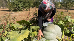 Hasada Giden Çiftçi Hayatının Şokunu Yaşadı! 2 Tane, 2 Tanesi de 40 Kilo