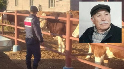 Nevşehir’de Boğanın Saldırdığı Yaşlı Adam Hayatını Kaybetti