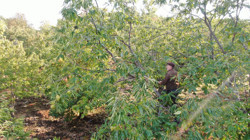 Dağlarda Hasat Telaşı Başladı: Sıfır Masrafla Toplanıyor, 20 Günde 100 Bin TL Kazandırıyor