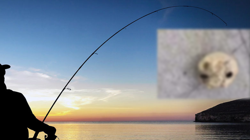 İzmir’de Balık Keyfi Korku Filmine Döndü! Oltayı Çekti, Dehşete Düştü