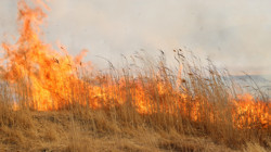 Hakkari Yüksekova'daki Nehil Sazlığı'nda Yangın