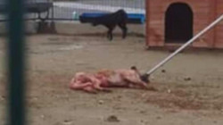 Hayvana Şiddetin Adresi Bu Kez Arnavutköy! Barınakta Skandal Görüntüler