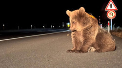 Yaralı Bozayı Tedavi Altına Alındı