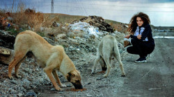 İstanbul'da Sokak Köpeklerini Beslemek Yasaklandı