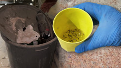 Fırın Denetiminde Şok Anlar! Zabıtalar Böcek Çeşitlerini Saymakla Bitiremedi