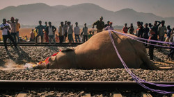 Hindistan'da Yolcu Treni Fil Sürüsüne Çarptı, 7 Fil Öldü