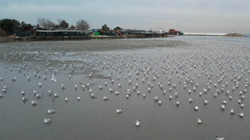 Silivri ve Avcılar'da Tedirgin Eden Görüntü: Metrelerce Çekildi, Depremle mi Alakalı?