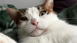 Bilim Dünyasında Heyecan Yaratan Araştırma: Kediler Kanser Tedavisinde Umut Işığı Oldu