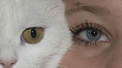 Kanserin Şifresi Kedilerde mi? İşte Çarpıcı Bulgular