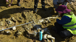 Fırtına Vurdu, Tarih Fışkırdı: Portekiz'de Milyon Yıllık Balina Fosilleri Bulundu