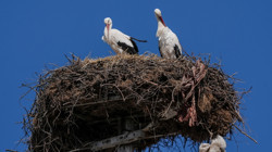 Ve Yaren Leylek Nazlı'sına Kavuştu