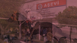 Şampiyon Yarış Atı 'Smart Latch' Aşevindeki Kavurmanın İçinden Çıktı: Mersin'de Büyük Skandal