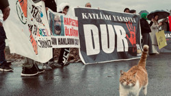 40 Köpek Çöplükte Ölü Bulunmuştu: Balıkesir Edremit'teki Hayvan Katliamına Soruşturma