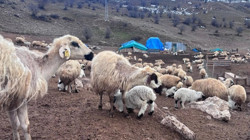 Erzincan'da Gizemli Hastalık Alarmı: Kuzular Birer Birer Ölüyor, Kimse Çare Bulamıyor