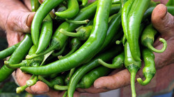 Bakanlıktan Biber Fiyatlarına Yakın Markaj: 1,8 Milyon Lira Ceza Kesildi