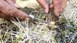 Ormanların 'Gram Altını' Çıktı: Kastamonu'da Servet Mesaisi