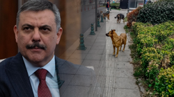 Sokak Hayvanları İçin Kritik Eşik: Bakan Çiftçi Tarih Verdi, Belediyeleri Uyardı