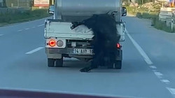 Kamyon Arkasında Can Pazarı! Dört Bacağından Bağlanan Hayvana Kilometrelerce İşkencenin Bedeli 5 Bin Lira!