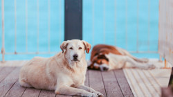 Sokaklar Tamamen Boşaltılıyor! Yüzde 97'si Toplanan Köpekler İçin Şimdi de Müfettiş Avı Başladı
