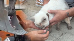 Maltepe'de Mucize: Enkaz Altında Kalan Kedi Kurtarıldı
