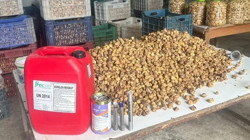 Soframıza Gelecekti! 3 Ton İncirde Ölümcül Tuzak
