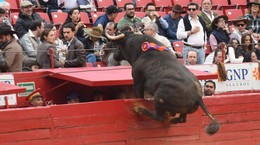 Boğa Güreşinde Korku Dolu Anlar! Kalabalığın İçine Daldı