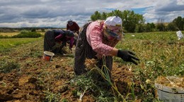 Beyaz Altın Cep Yakıyor: Fiyatı 3 Ayda Tam Yüzde 100 Fırladı! Kilosu 450 TL'ye Dayandı
