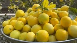 Bulgaristan'a Gönderilen Limonda Zehirli Madde