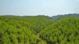 Alanya'da Apar Topar Orman İlan Edilen Alanlar Meclis Gündeminde: Vatandaşın Ne Günahı Var?