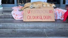 Ankara'dan Vicdanları Sızlatan Haber! Yerinden Alınarak Anestezi Verilen Köpek Hayatını Kaybetti