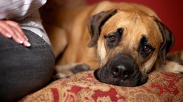 Bu Burçlar Köpeklerin Uzağından Bile Geçmek İstemiyor