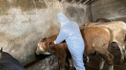 Şap Hastalığı İnsanlara Bulaşabilir