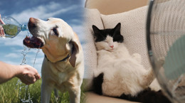 Sıcak Havalara Dikkat! İşte Hayvan Dostlarımız İçin Yaz Rehberi...