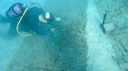 Deniz Ekosisteminde Tarihi Keşif: Türkiye’nin En Yaşlı Deniz Çayırı Bulundu