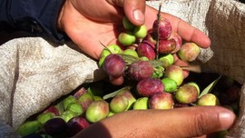 Mardin'de hasadı başladı, bir alan bir daha alıyor: Kilosu 80 TL!