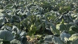 Muş'ta binlerce dönüm ekildi, günün ilk ışıklarıyla tarlalara girerek hasadı başladı: Tarlada tanesi 60 TL, kilosu 6 TL!