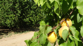 Malatya'da 'sarı altın' hasadı başladı, on binlerce ailenin geçim kaynağı!