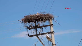 18 Yıllık Misafirlik: Sandıklı'da Leylekler Aynı Direğe Yuva Kuruyor