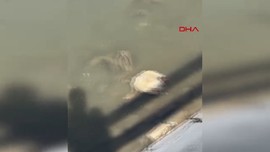 Yeşilırmak'ta ekolojik alarm: Balıkların ardından kanatlı hayvanlar da ölüyor