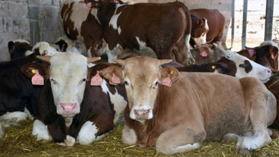 Şarbon hastalığı nedir? Nasıl tedavi edilir?