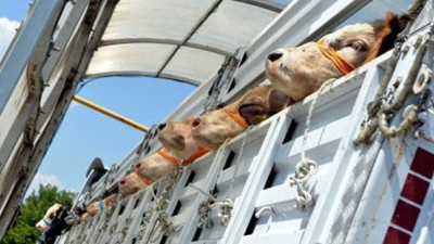 Şarbonla ilgili tarih verildi! Muayene sonucu...