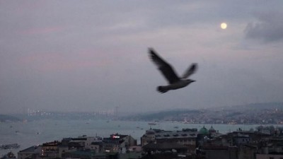 İstanbul'da martıların görsel şöleni